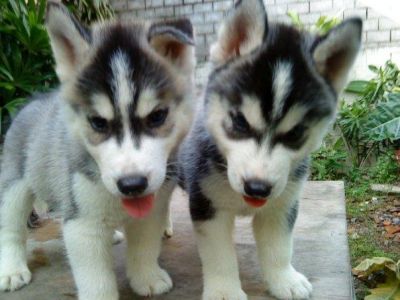 Quality AKC Husky Puppies For Re-Homing-12 weeks old