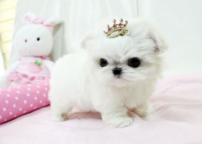 AKC Registered Teacup Maltese Puppies for Good Homes