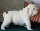 Cute and Adorable English Bulldog Puppies for adoption