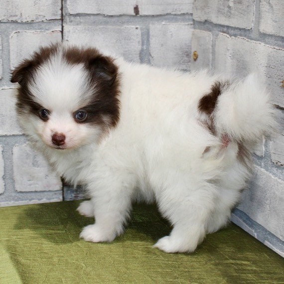 Beautiful Pomeranian puppies