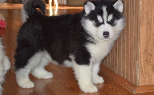 Husky puppy for new home