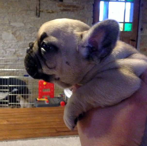 French Bulldog pedigree puppies