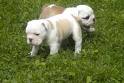 Cute And Adorable English Bull Dog puppies For Adoption