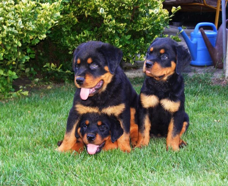 Rottweiler puppies for Adoption