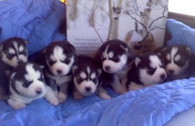 siberian husky puppies