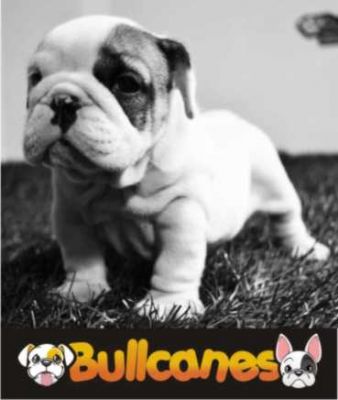 English Bulldog puppies for Sale - BULLCANES