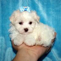 Gorgeous Pair Of Maltese Puppies Available