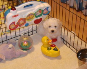 Bichon and Yorkie Lovers where dreams really do come true. 