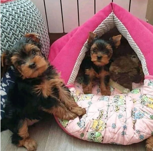  Male And Female Teacup Yorkie available