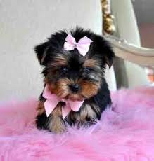 tea cup yorkie puppies for free adoption