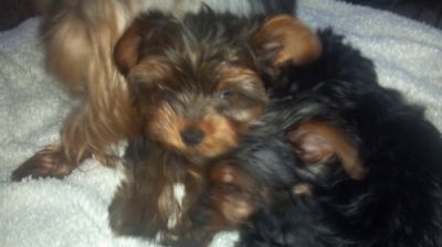 My Pretty Yorkies For Adoption