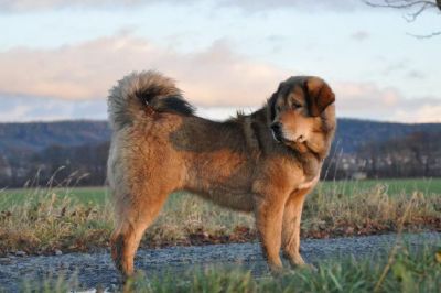 Tibetan Mastiff, Do-Khyi
