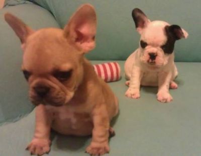 SUPER CUTE 8 wk old male AKC RARE PIED FRENCH BULLDOG pup  