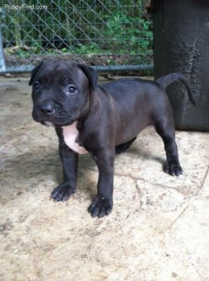 lovely and cute blue eyes pitbull terriers puppies