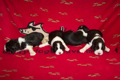 English Springer Spaniels