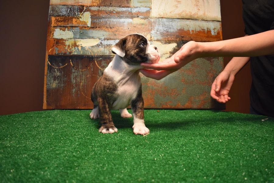  Diamond- AKC English Bulldog female puppy
