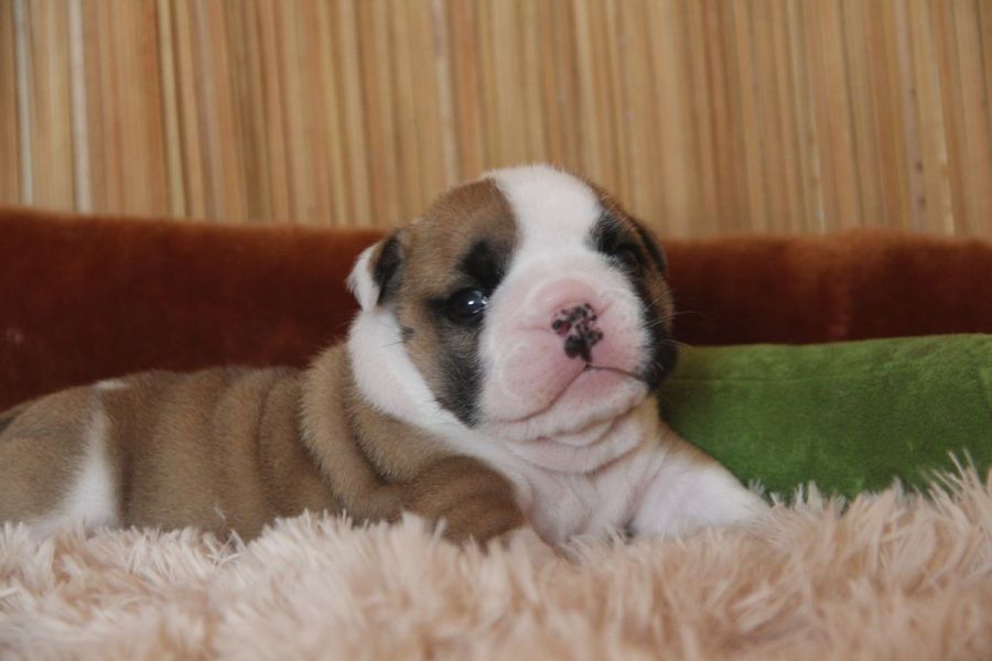 Beautiful English bulldog puppy