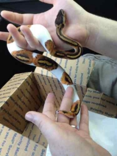 New Babies Albino And Piebald Ball Pythons