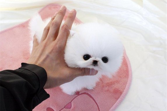  Beautiful teacup/tiny toy white Pomeranian puppy