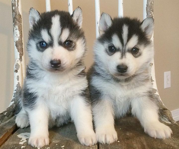 M/F Male and Female Most Beautiful Siberian Husky Puppies