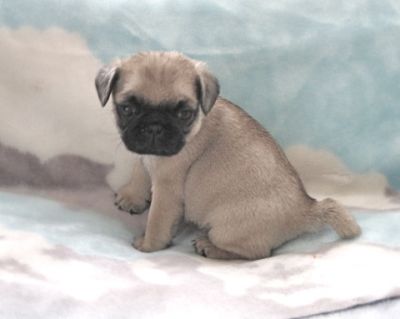 Pug Puppies Purebred CKC Registered $500.00 up
