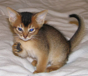 Abyssinian Kittens are ready now!!