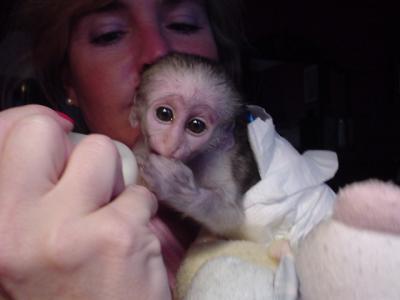 Cute and Adorable capuchin monkeys for free adoption.