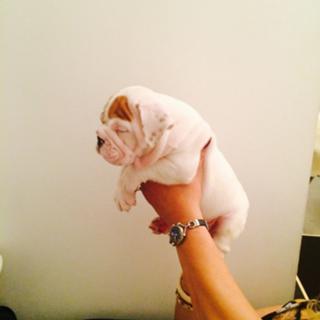 Beautiful english bulldog pups available