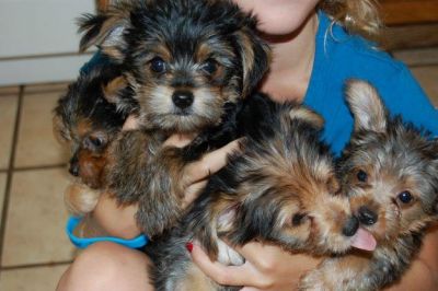 four cute yorkie puppies for free xmas adoption