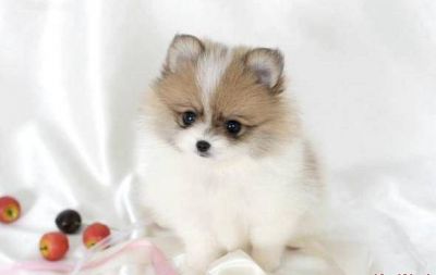 TEA-CUP-POMERANIAN-PUREBREED-PUPPIES