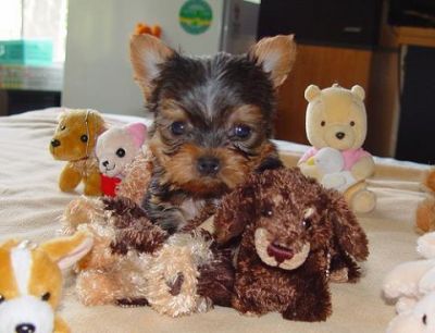Teacup Yorkie Puppies For R-Homing