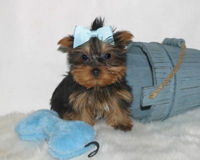  female Yorkshire Terrier puppy.