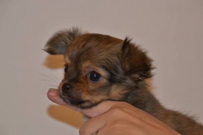 Chihuahua longhaired male puppy with pedigree