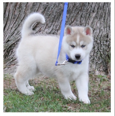 Siberian Huskies puppie