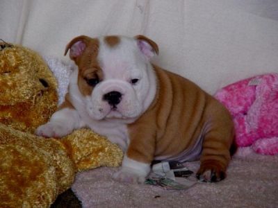 English Bulldog Puppies For Adoption*