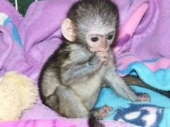 Active And Milky Baby Capuchin Monkeys For Adoption