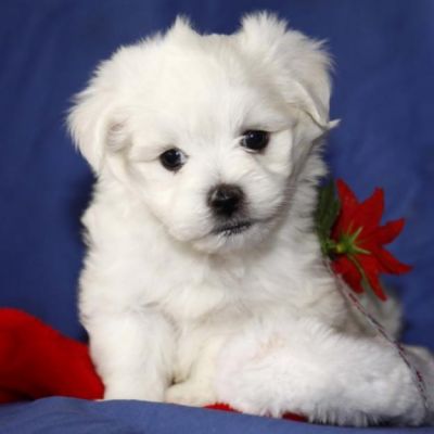  a kc registered Maltese puppies ready for re-homing 