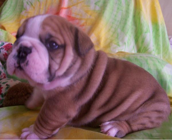 English bulldog pups available 