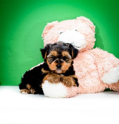 affordable male and female teacup yorkies