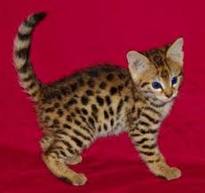 SAVANNAH F6 KITTENS FOR SALE