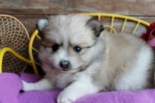 Adorable Pedigree Pomeranian Puppies Ready