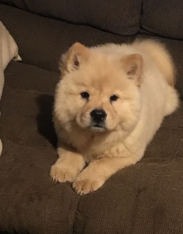 Available Chow Chow Pups For adoption