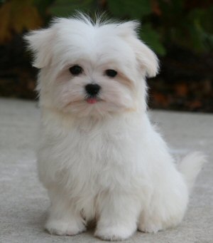Registered Maltese Puppies For Adoption