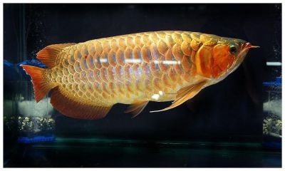 Top Quality Arowana Fish For Sale
