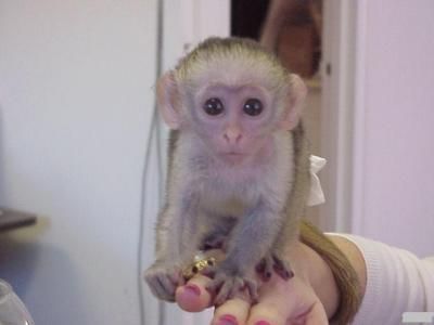 cute and adorable baby monkeys for adoption