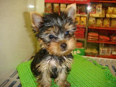 X-mas Teacup Yorkie puppy for Free home adoption