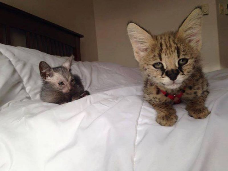 Caracals, Ocelot,cheetahs, Serval And F1 Savannah Kittens