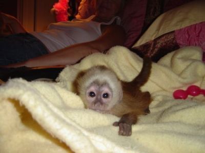 OUR PET CAPUCHIN MONKEY NEEDS A NEW HOME