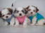 SHIH TZU PUPPIES for sale..