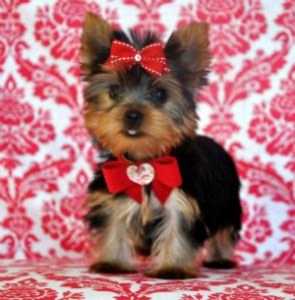 male and female yorkie puppies for Free adoption